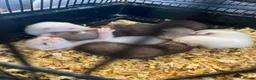 Ferret rodents for sale: Micro ferrets mixed  in Stoke-on-Trent - Advert 7