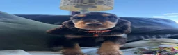 Cocker Spaniel dogs for sale: Cocker spaniel puppies  in Boncath - Advert 3