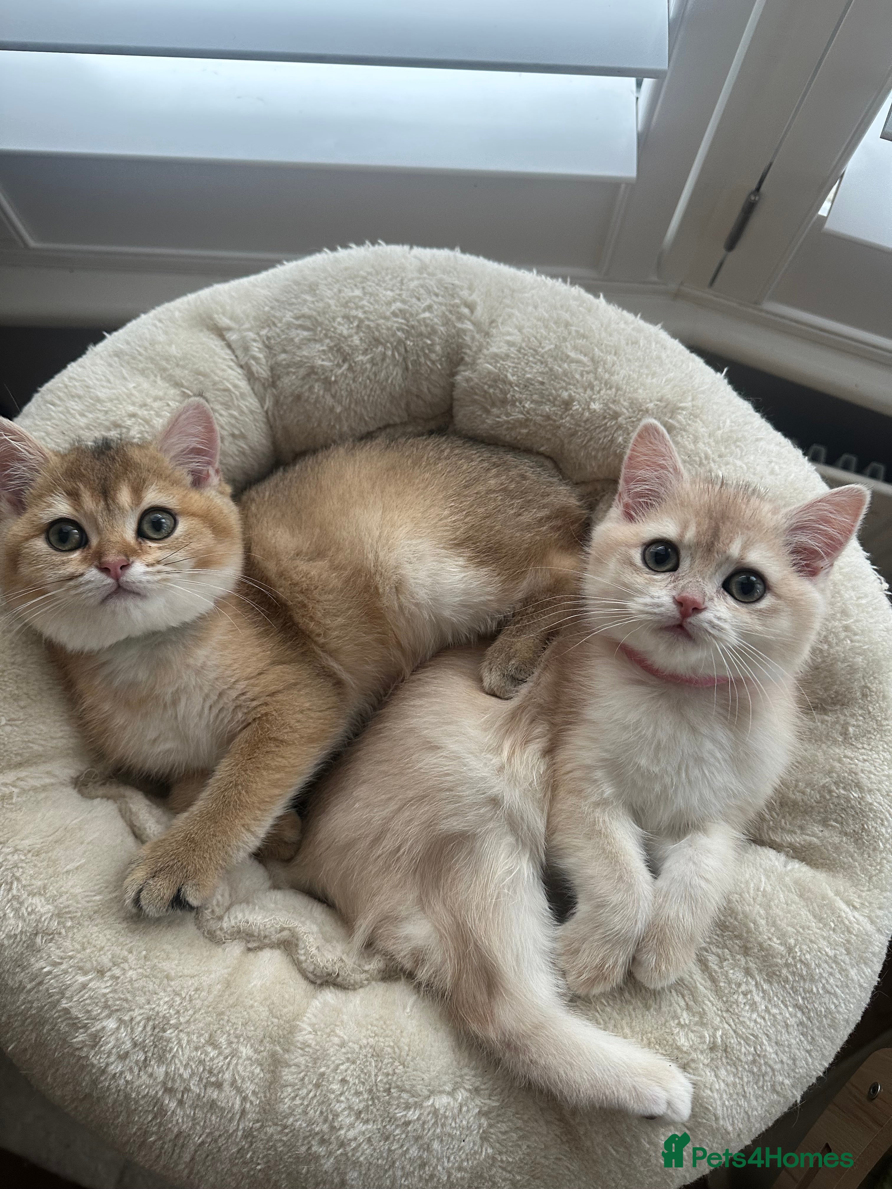 British Shorthair cats ‼️READY NOW‼️ 2 kittens left  - Advert 7