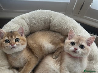 British Shorthair cats ‼️READY NOW‼️ 2 kittens left - Advert 16