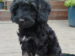 Cockapoo dogs - Advert 24