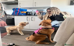 Mixed Breed dogs for sale: Red Fox Lab - Image 6