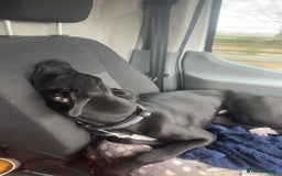 Lurcher dogs for sale: 1 Year Old Lurcher Called Vinnie - Image 3