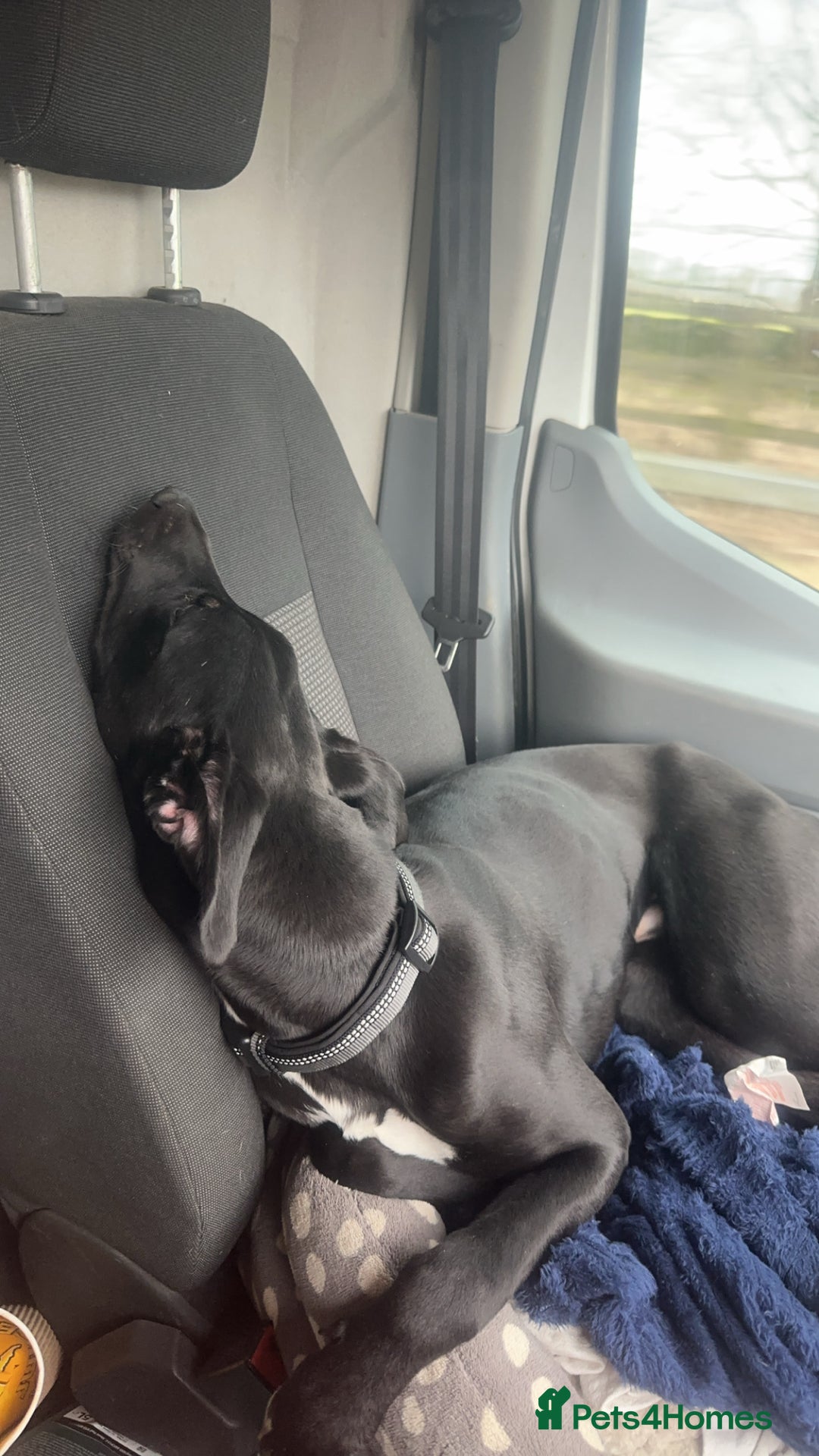 Lurcher dogs for sale: 1 Year Old Lurcher Called Vinnie - Image 3