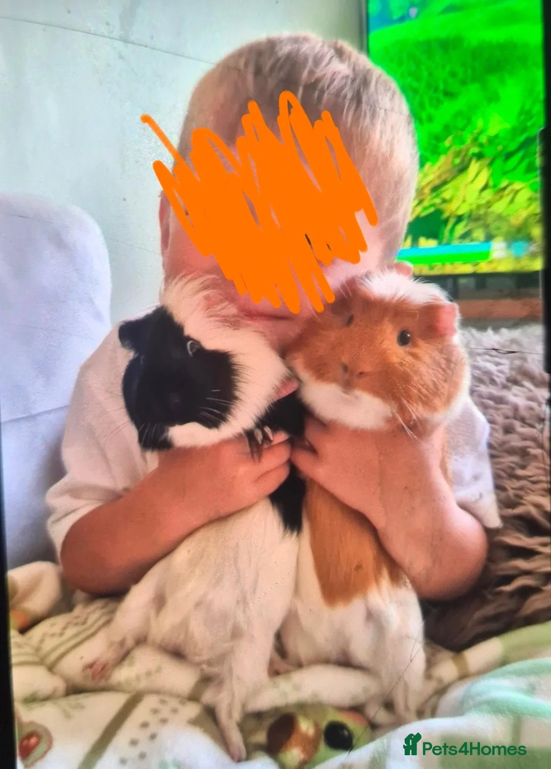 Guinea Pig rodents for sale: Two lovely male guinea pigs - Advert 2
