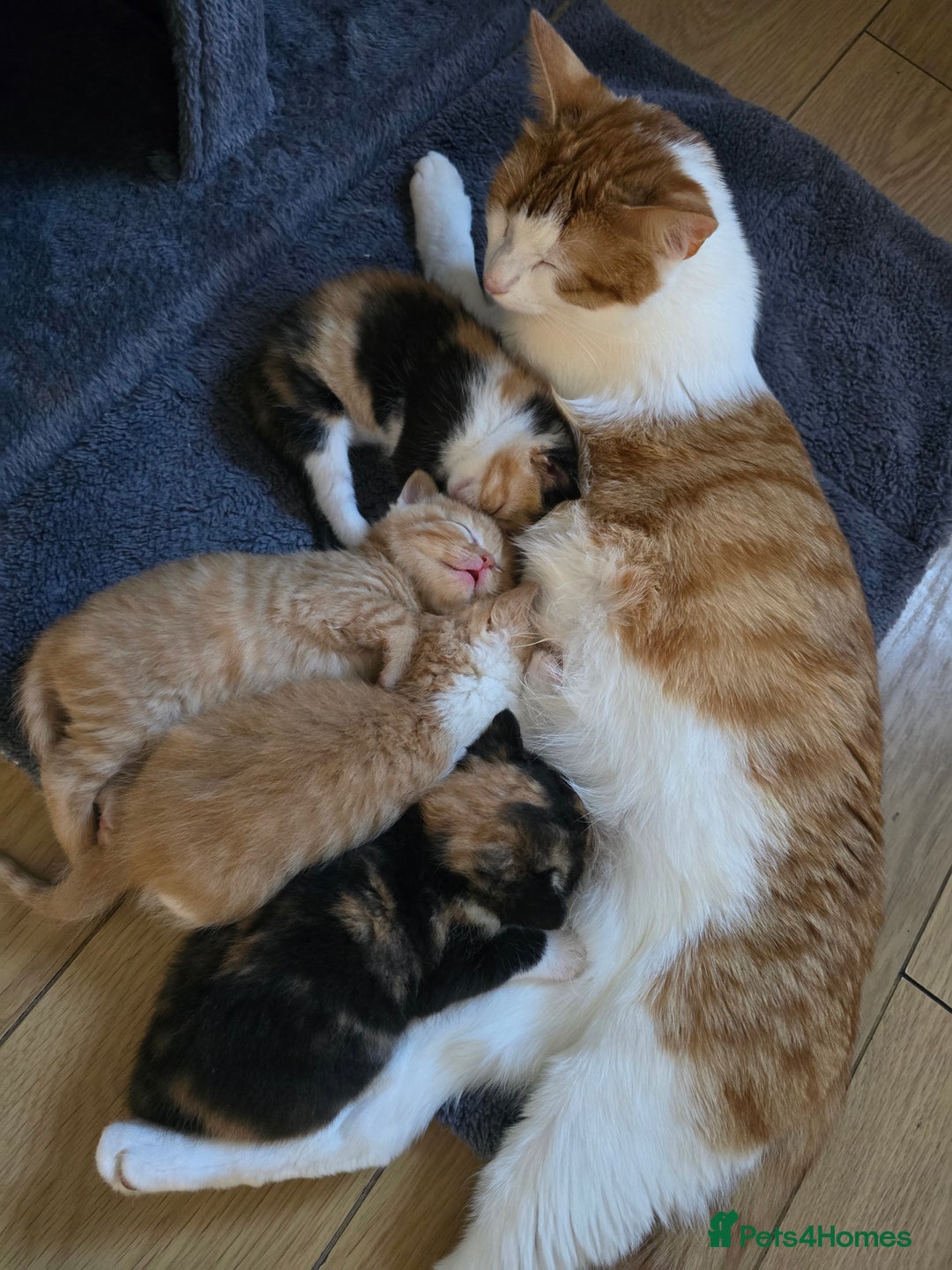 Mixed Breed cats for sale: 🌟2 mix breed/ British short haired females 🌟  - Image 9