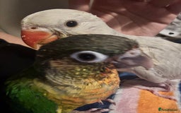 Conures birds for sale: Pineapple Cheek Conure and Indian Ring Neck  - Image 2