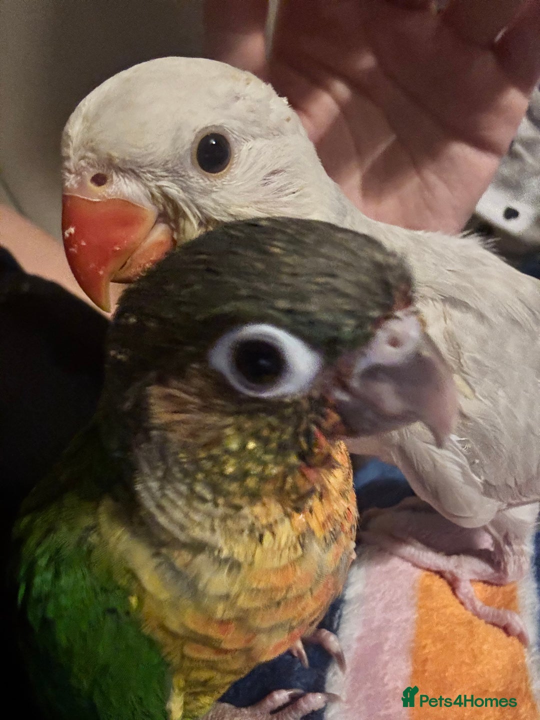 Conures birds for sale: Pineapple Cheek Conure and Indian Ring Neck  - Image 2