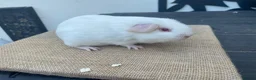 Guinea Pig rodents for sale: Beautiful boys - Advert 4