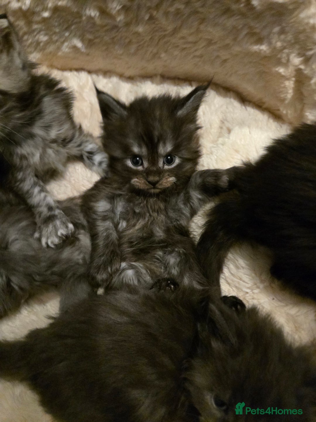 Maine Coon cats for sale: ✨✨ POLLYDACTYL MC  TiCA REG - Advert 30