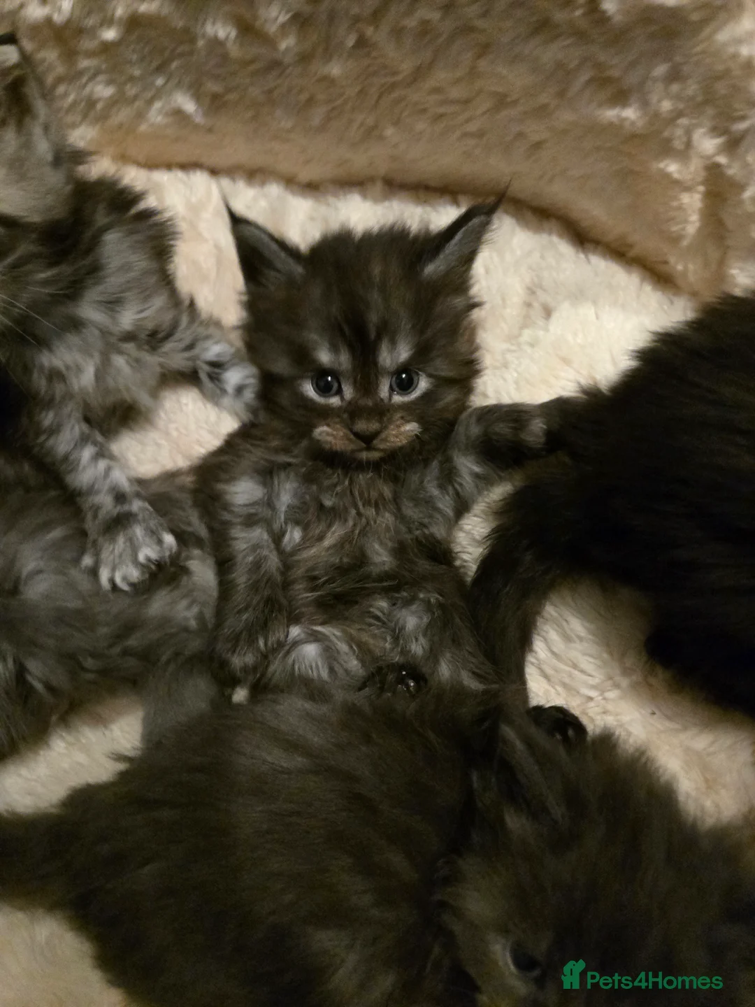 Maine Coon cats for sale: ✨✨ blk smoke F 6666 MC TiCA REG Poss active - Advert 27