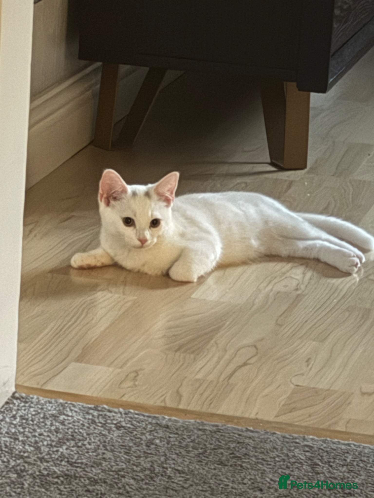 Mixed Breed cats Molly - Advert 18