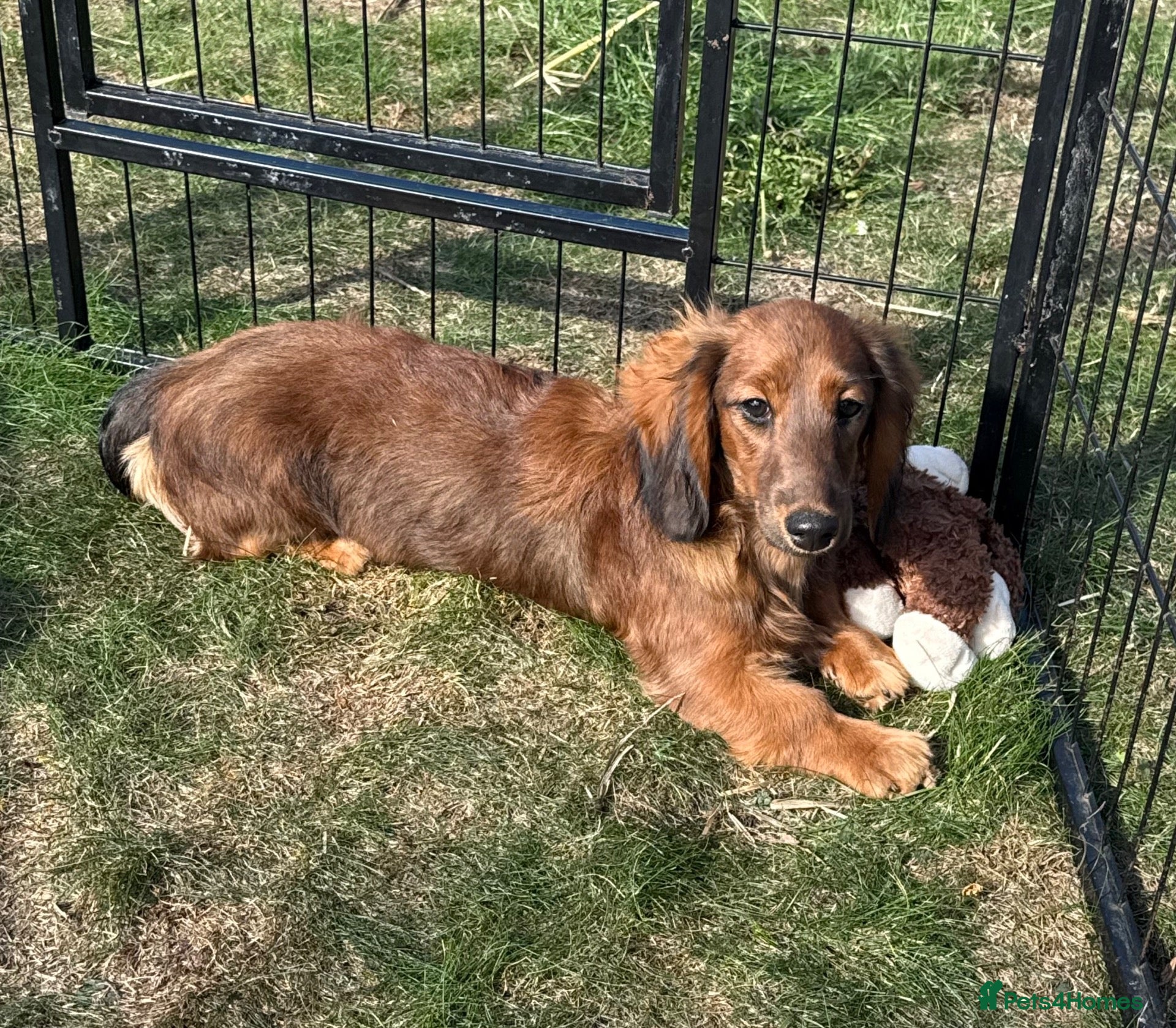 Miniature Dachshund dogs Kc registered miniature longhaired dachshunds   - Advert 1