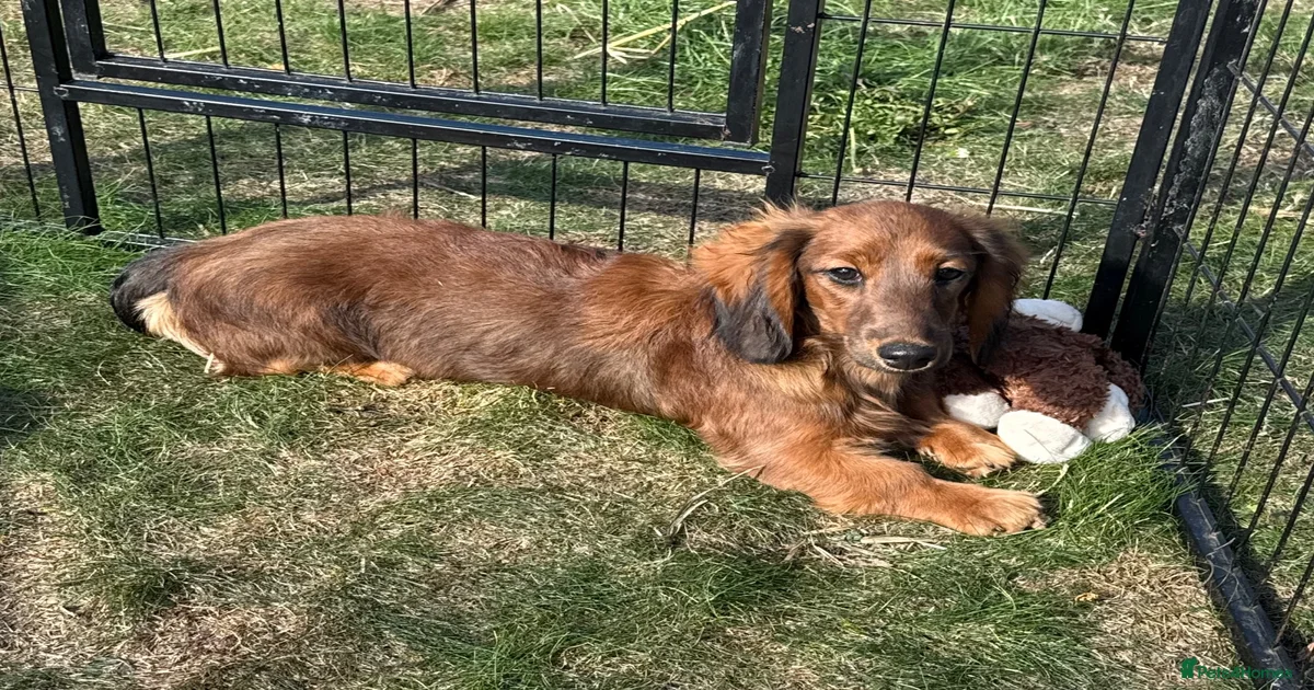 Champ dog breed Miniature Dachshund Puppies for sale | Pets4Homes