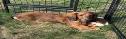 Miniature Dachshund dogs for sale: Kc registered miniature longhaired dachshunds   - Advert 1