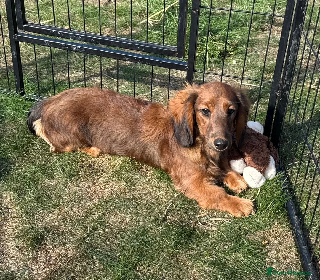 Miniature Dachshund dogs for sale: Kc registered miniature longhaired dachshunds   - Advert 1