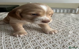 Cocker Spaniel dogs for sale: Working cocker spaniel puppies  - Image 7