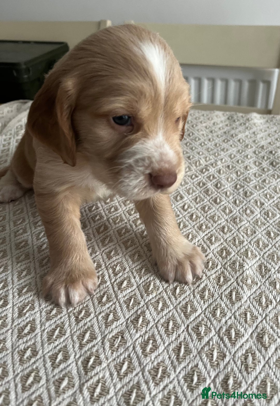 Cocker Spaniel dogs for sale: Working cocker spaniel puppies  - Image 7