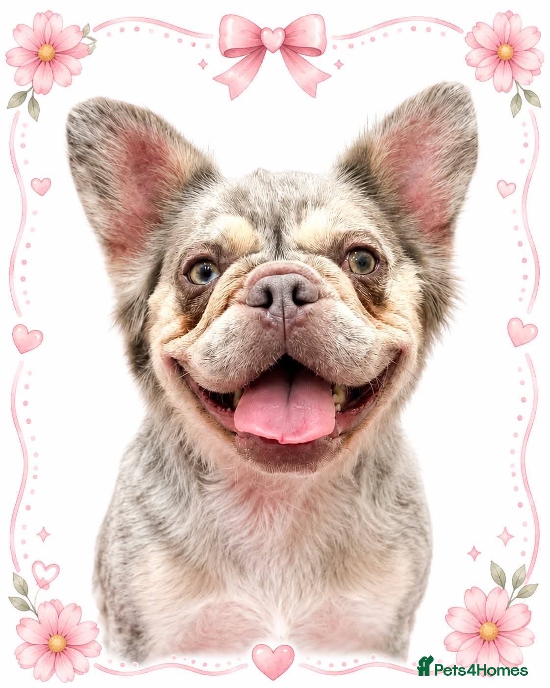French Bulldog dogs Two Fluffy Boys - Advert 1