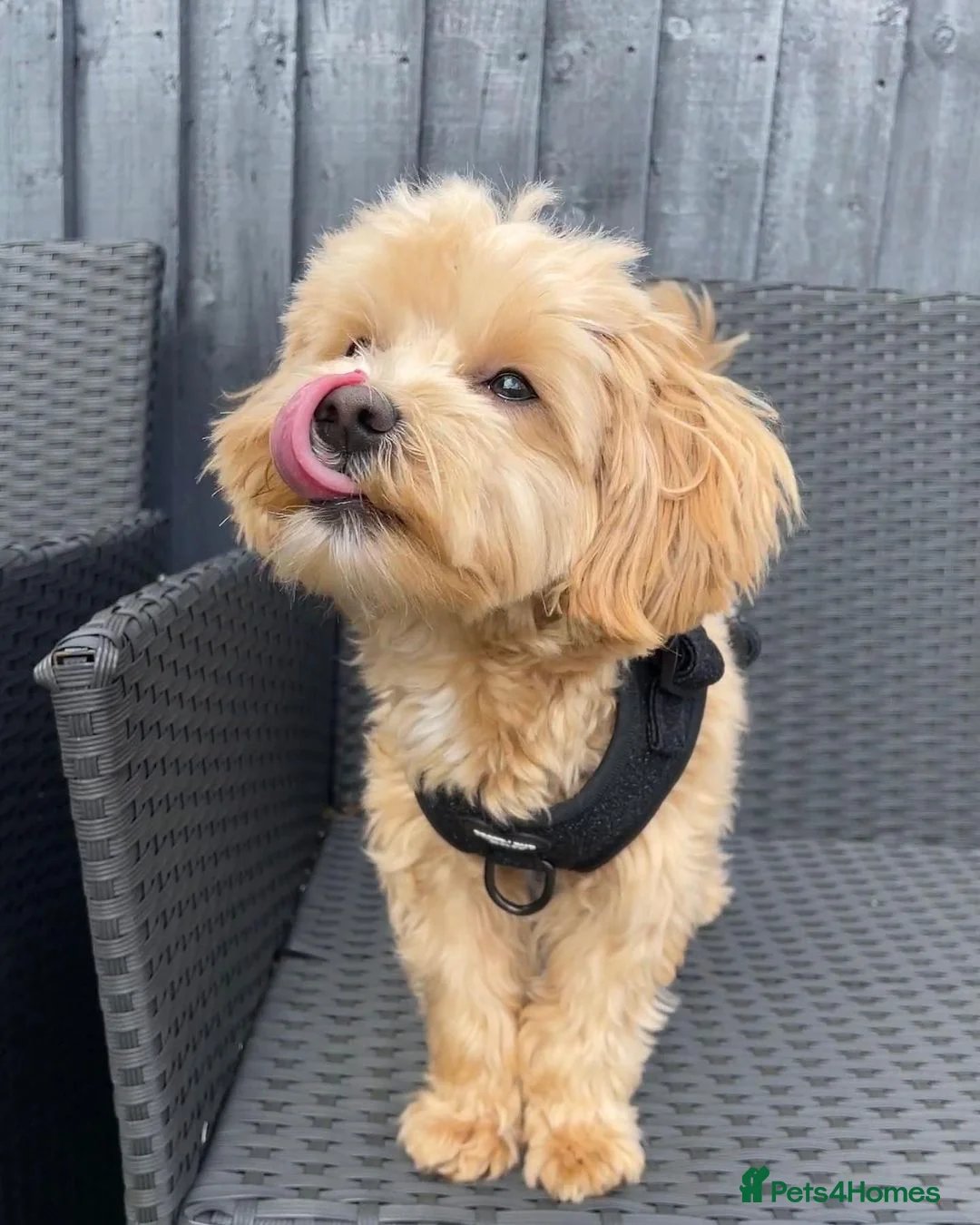 Mixed Breed dogs for sale: Alfie Champagne-Red  **  Maltipoo - Advert 3