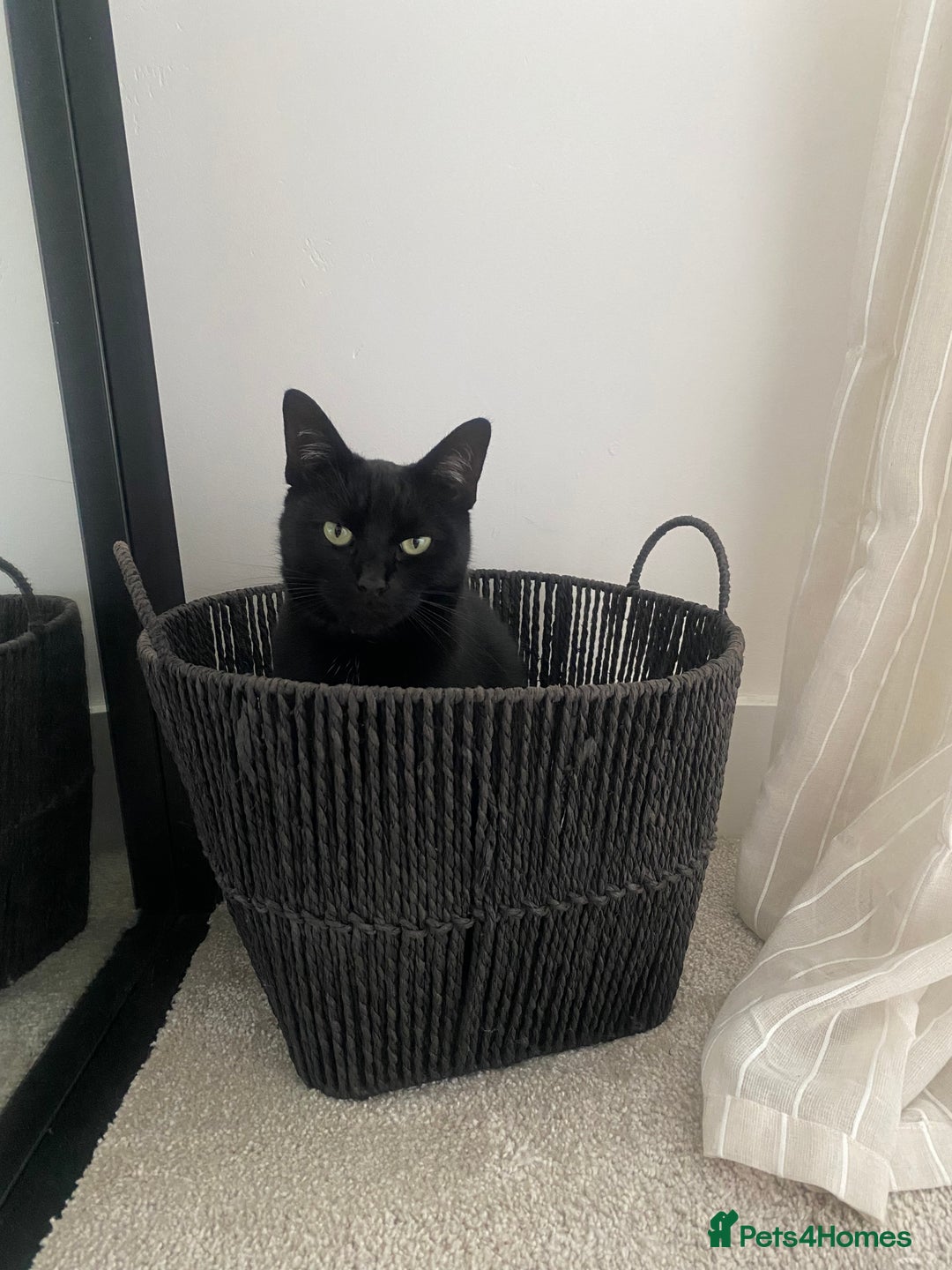 Ragdoll cats for sale: Ragdoll X British Shorthair Black Cat 🐈‍⬛  - Image 7