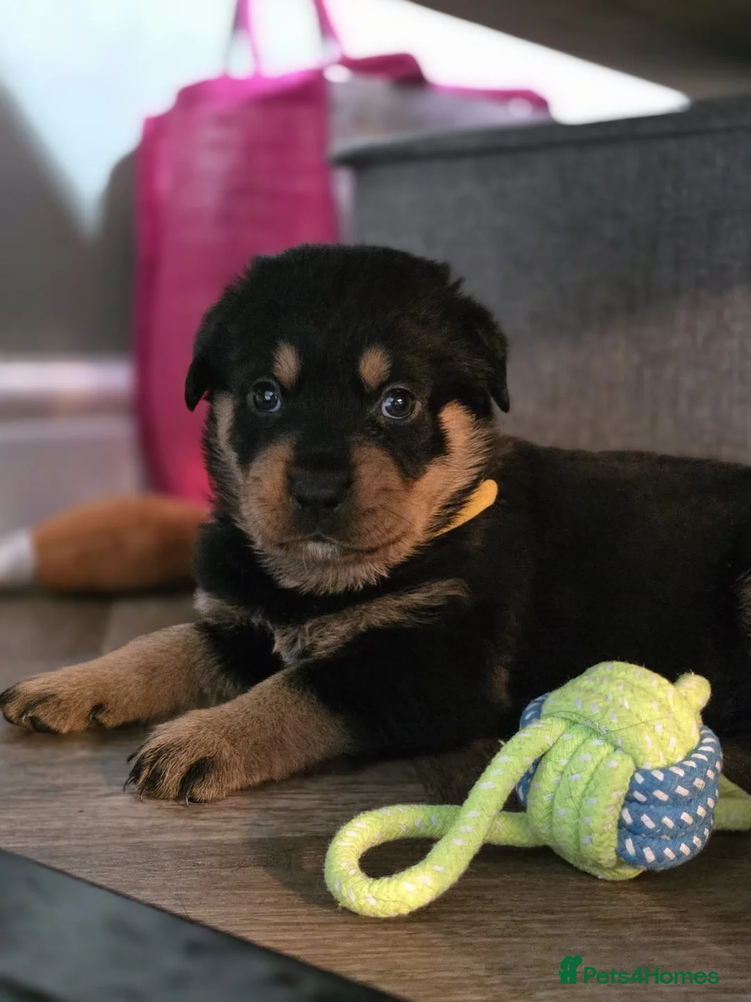 Rottweiler dogs for sale: Stunning chunky Rottweiler puppies  - Advert 23