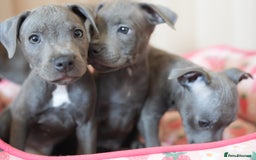 Staffordshire Bull Terrier dogs for sale: 🧸 Adorable Staffy puppies 🧸 - Image 5