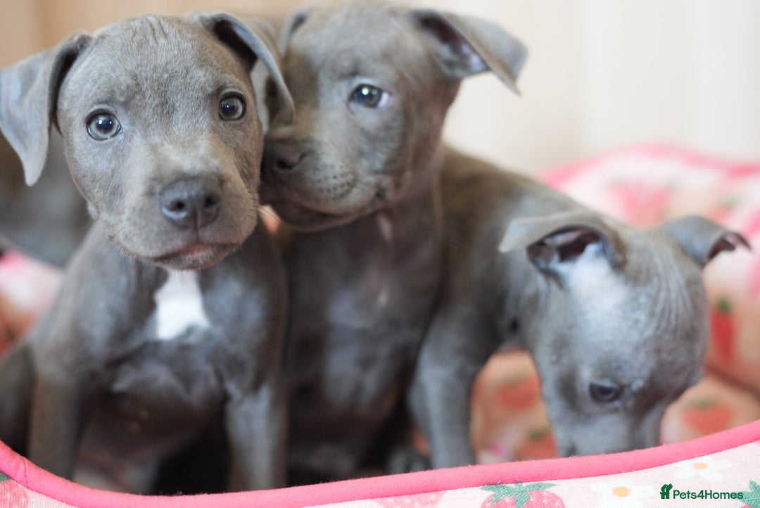 Staffordshire Bull Terrier dogs for sale: 🧸 Adorable Staffy puppies 🧸 - Image 5