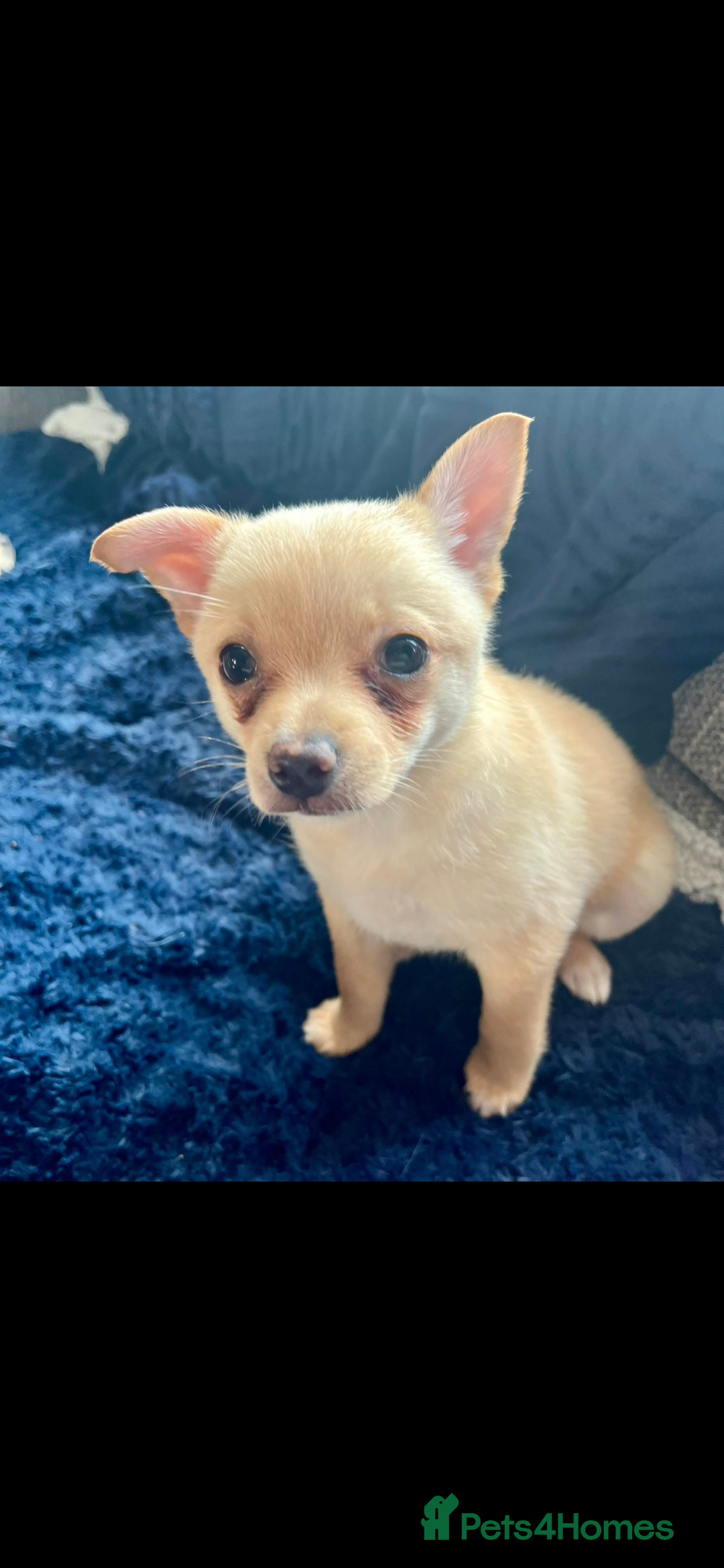 Pomchi dogs for sale: 9 month old female pomchi for rehoming.  - Advert 8
