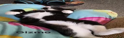 Mixed Breed cats for sale: Free to a good home - Advert 9