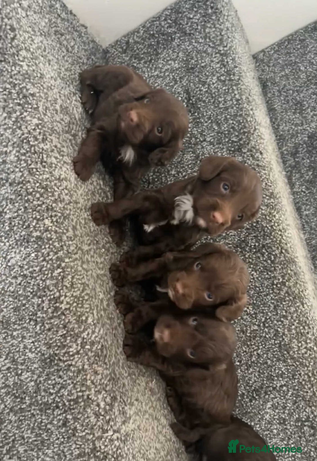 Cockapoo dogs for sale: Chocolate cockapoo puppies F1 - Image 7