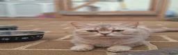 British Shorthair cats for sale: British shorthair kittens - Advert 2