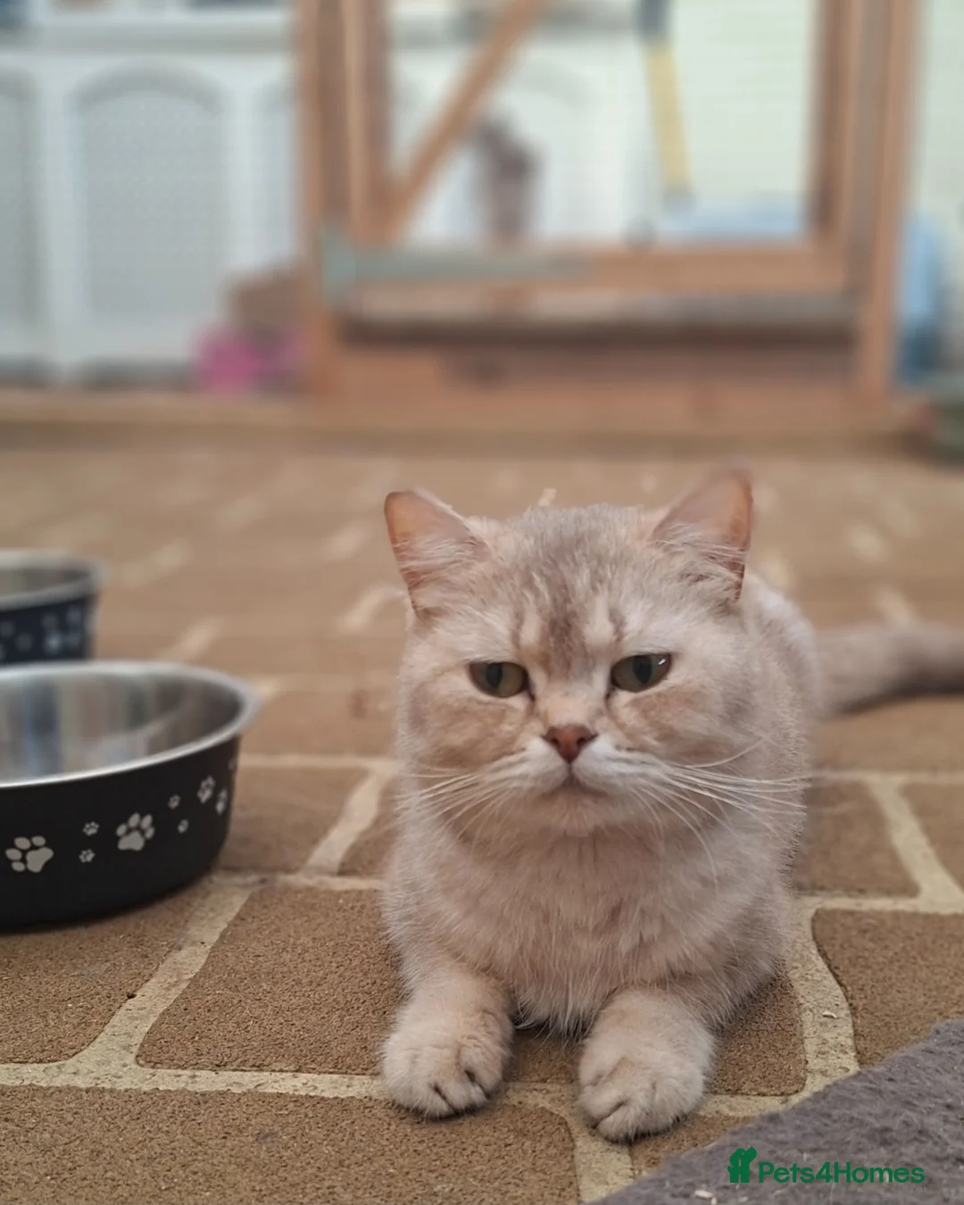 British Shorthair cats for sale: British shorthair kittens - Advert 2