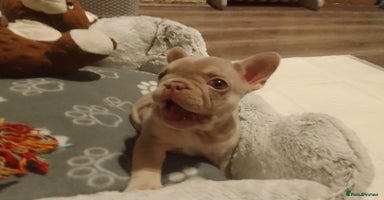 French Bulldog dogs - Advert 3