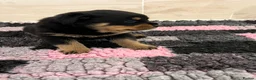 Rottweiler dogs for sale: Rottweiler pups KC Registered + Champ Bloodlines - Advert 6
