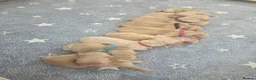 Golden Retriever dogs for sale: KC Pedigree Golden Retriever Puppies - Advert 2