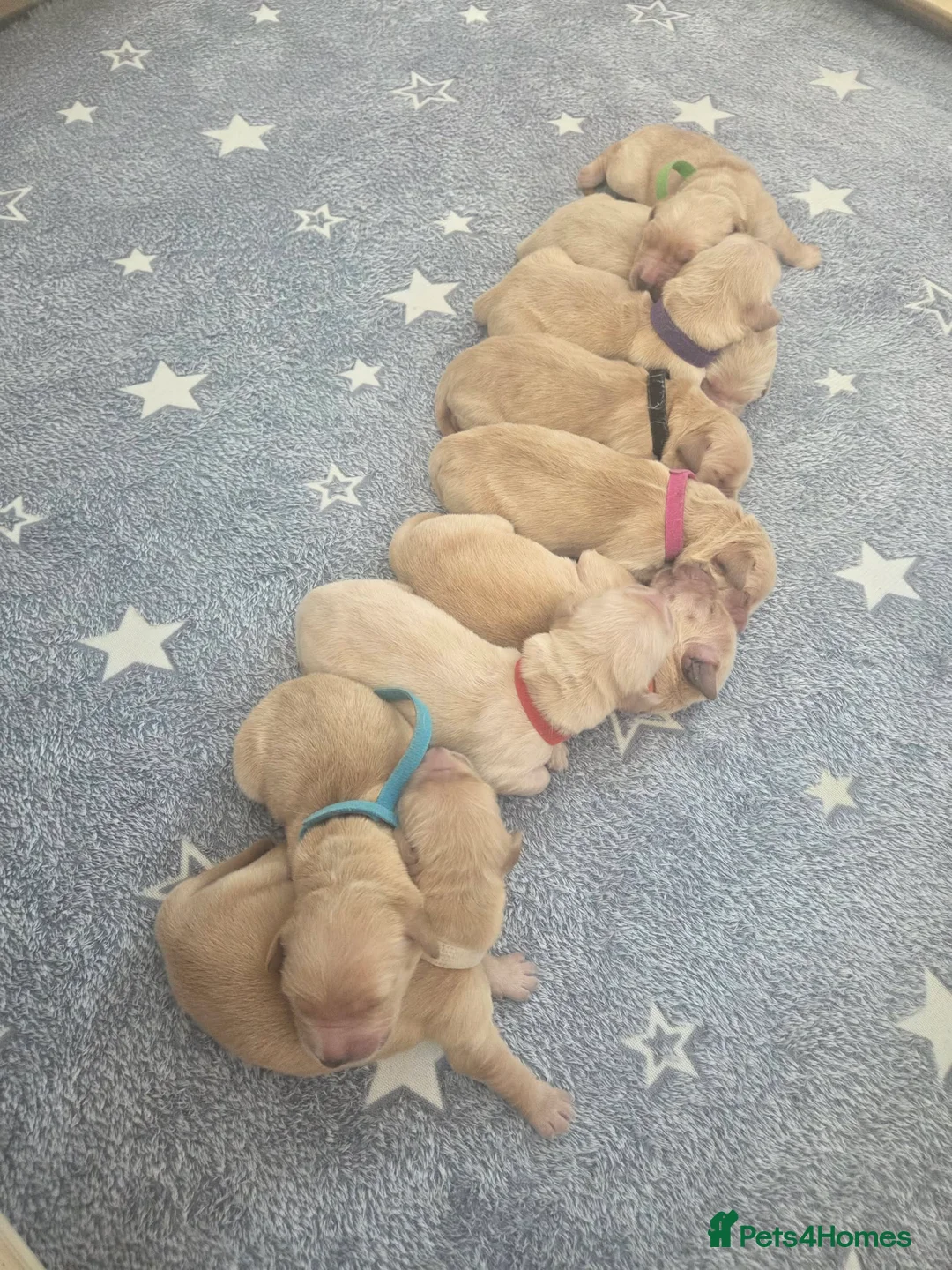 Golden Retriever dogs for sale: KC Pedigree Golden Retriever Puppies - Advert 2