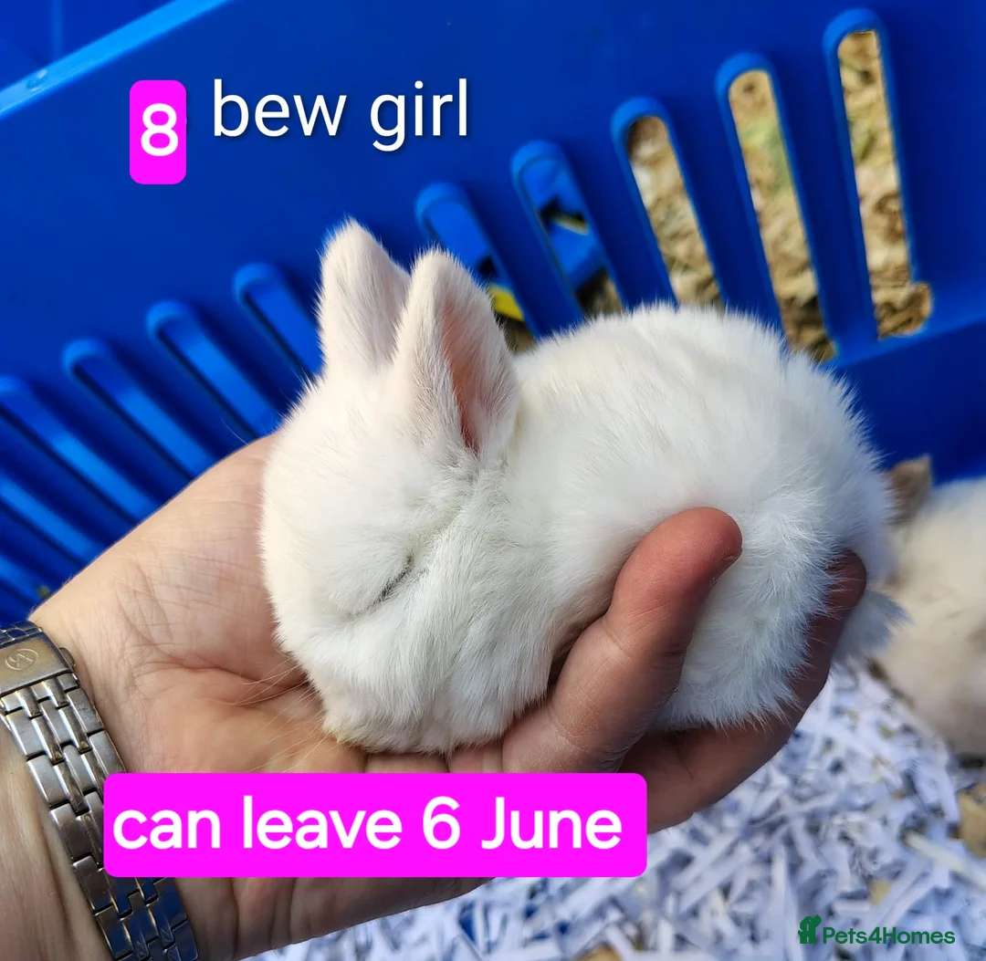 Mini Lop rabbits for sale: Baby mini lops gorgeous  - Advert 7