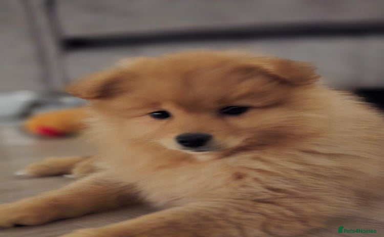 Pomeranian dogs - Advert 1