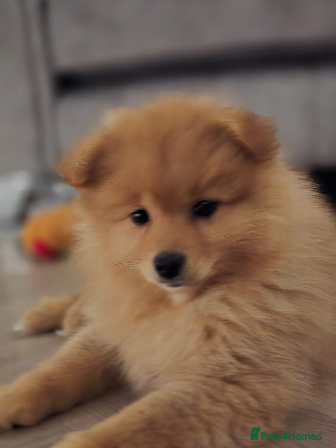 Pomeranian dogs for sale: Pomeranian puppy - Image 1