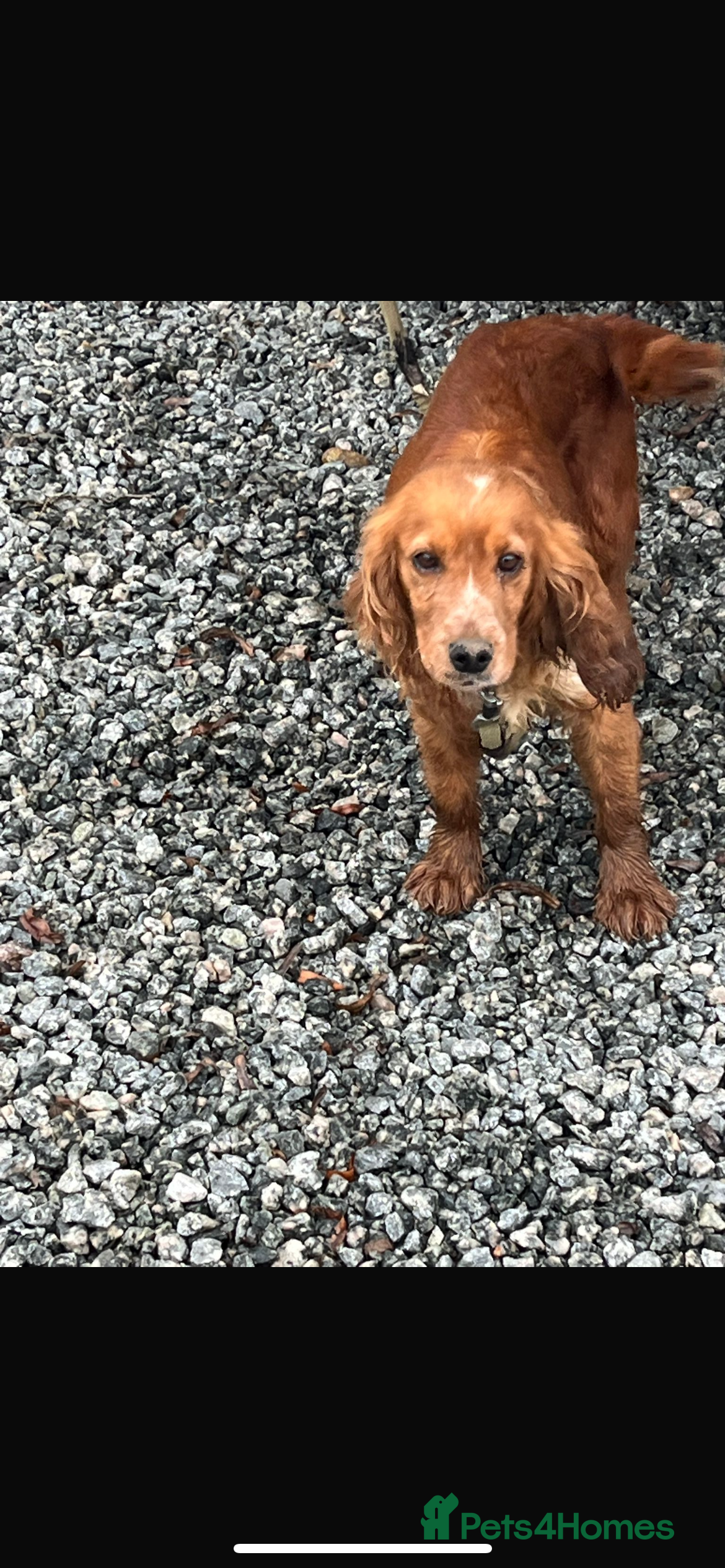 Cocker Spaniel dogs Cocker spaniel puppy  - Advert 4