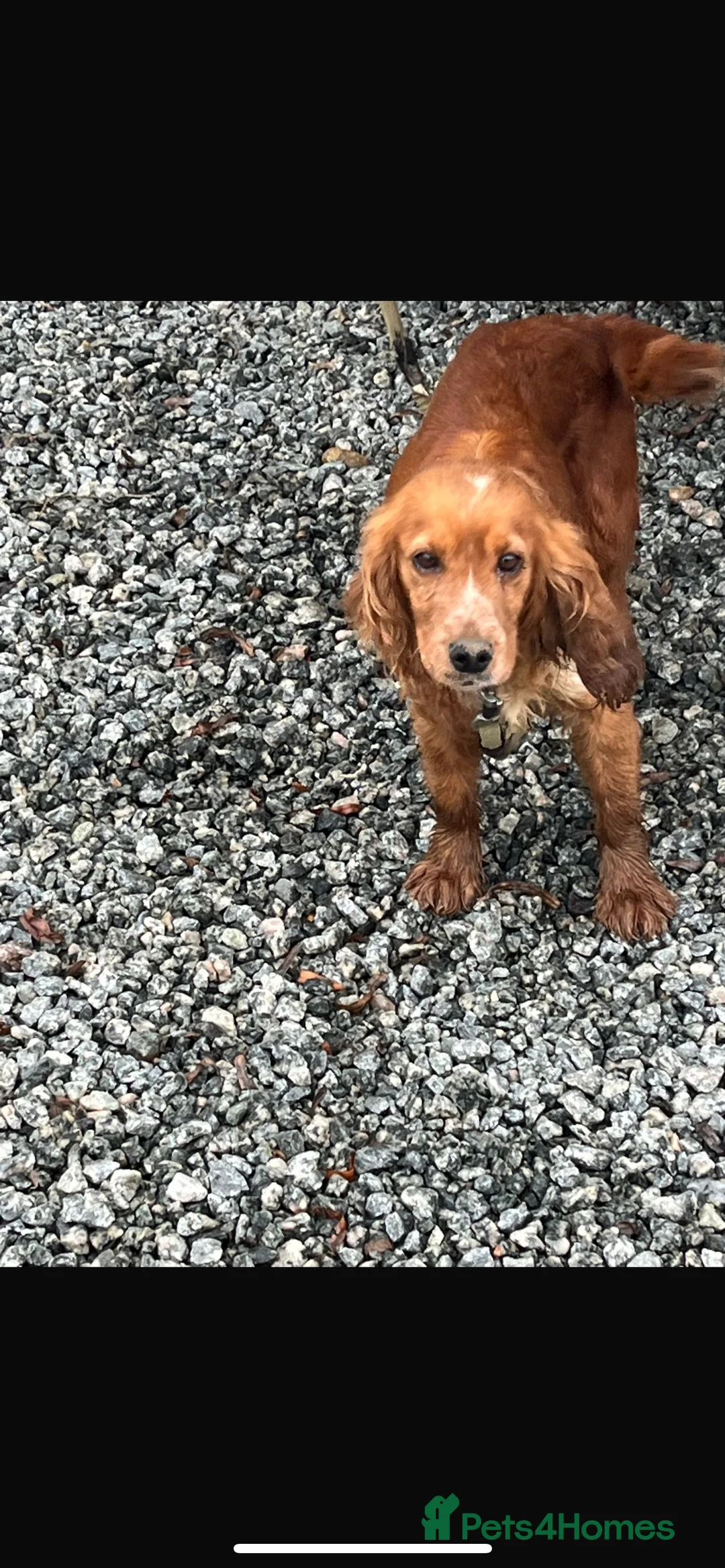 Cocker Spaniel dogs for sale: Cocker spaniel puppy  - Advert 1