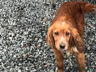 Cocker Spaniel dogs Cocker spaniel puppy - Advert 4