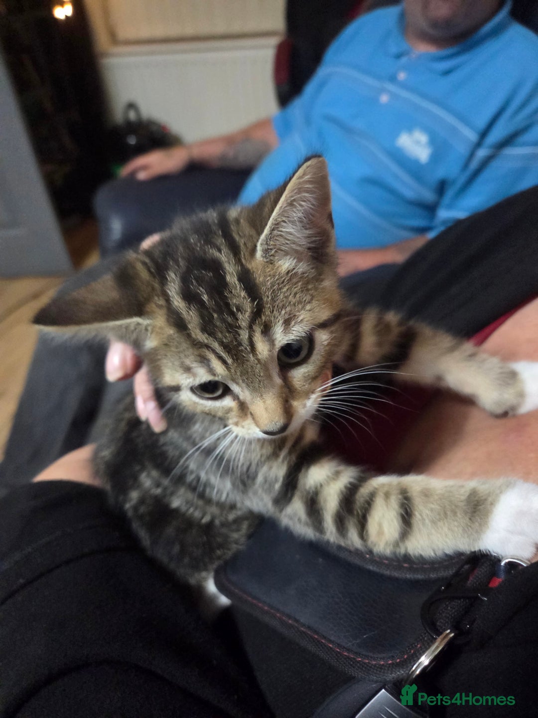 British Shorthair cats for sale: 9 wk old  - Image 1