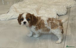 Cavalier King Charles Spaniel dogs for sale: K.C and fully health and heart tested parents  - Image 9