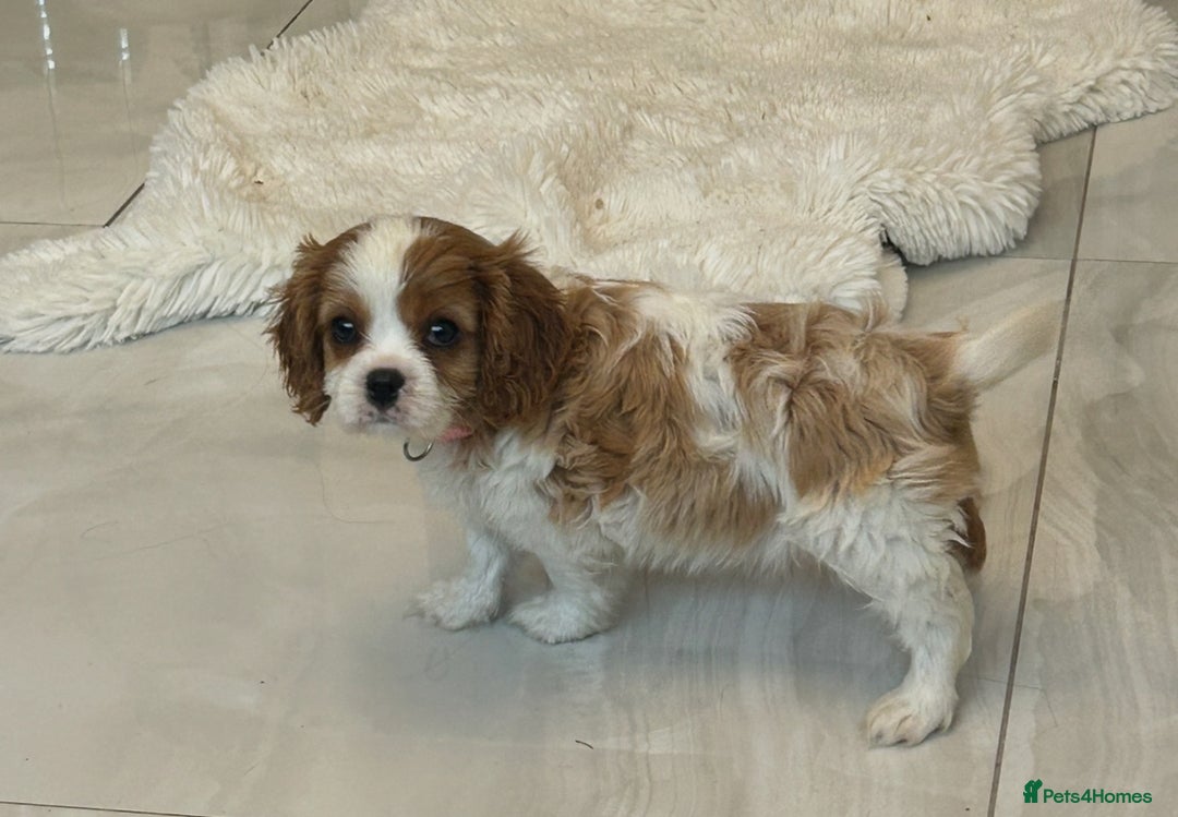 Cavalier King Charles Spaniel dogs for sale: K.C and fully health and heart tested parents  - Image 9