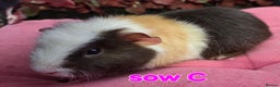 Guinea Pig rodents for sale: Pure BRED TEDDY SOWS  - Advert 6