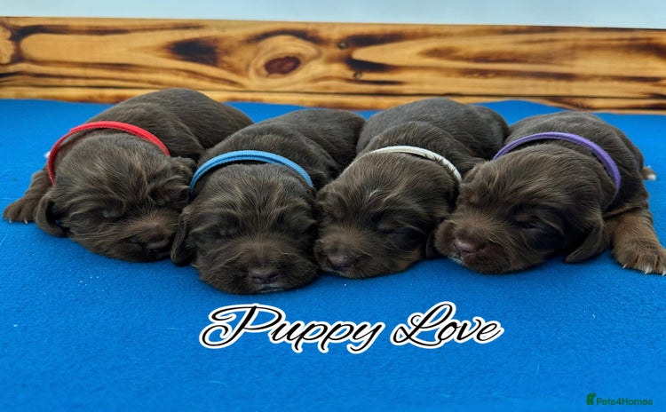 Sprocker dogs Fully Health Tested Sprocker Spaniel Puppies - Advert 15