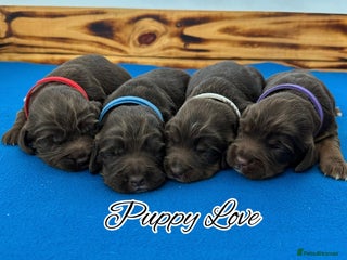 Sprocker dogs Fully Health Tested Sprocker Spaniel Puppies - Advert 16