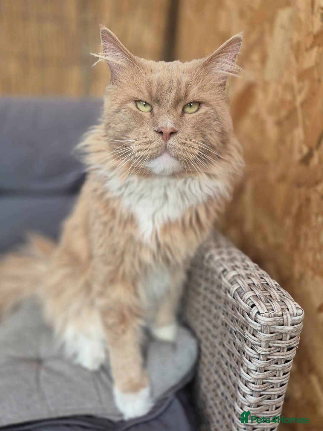 Maine Coon cats for sale: Mainecoon kittens tica registered  - Advert 4